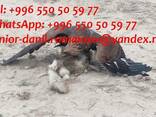 Guide, driver in Kyrgyzstan, travel, hiking, excursions, tou - фото 5