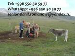 Guide, driver in Kyrgyzstan, travel, hiking, excursions, tou - фото 6