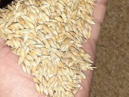 Арпа - ячмень