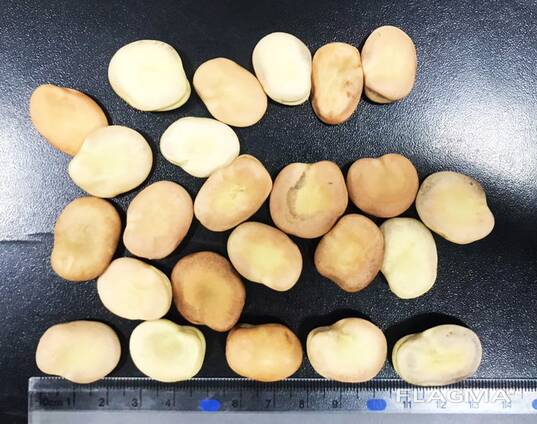 Бобы сушеные (фава бобы) Урожай 2025 г