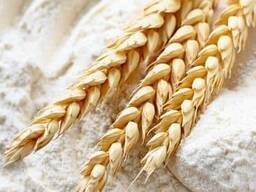 БОРОШНО оптом в мішках по 50 кг і паках по 1 кг