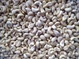 Cashew Nut Size W180 W240 W320 W450/ Certified WW320 Dried Cashew for Sale - фото 12