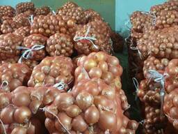 Лук, капуста, Черешня из р. Узбекистан