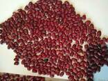 Фасоль красная (томатная, Red Beans) - фото 1