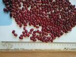 Фасоль красная (томатная, Red Beans) - фото 2