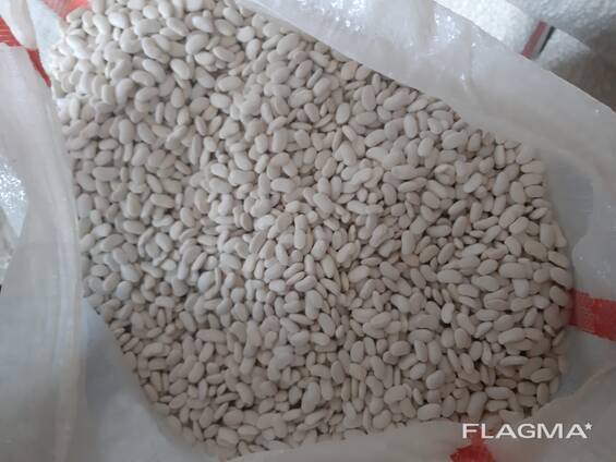 Фасоль продовольственная