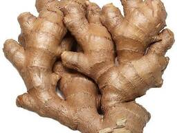 Ginger