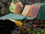 Горный мед с ущелья Ала-Арча - фото 1