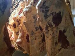 Говядина Бычки Коровы . Беларусь.