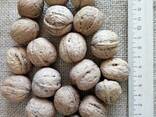 Грецкие орехи со скорлупой - фото 1