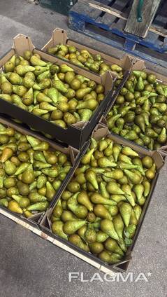 Груша - конференция.