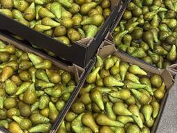 Груша - конференция.