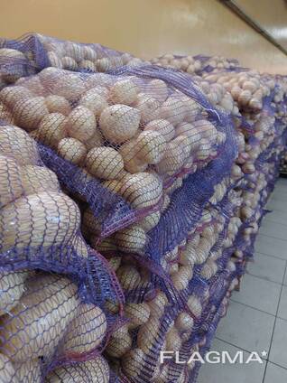 Картофель продовольственный урожай 2025