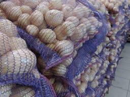 Картофель продовольственный урожай 2025