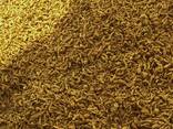 Куркума сушеная (целая/порошок) из Вьетнама - фото 5