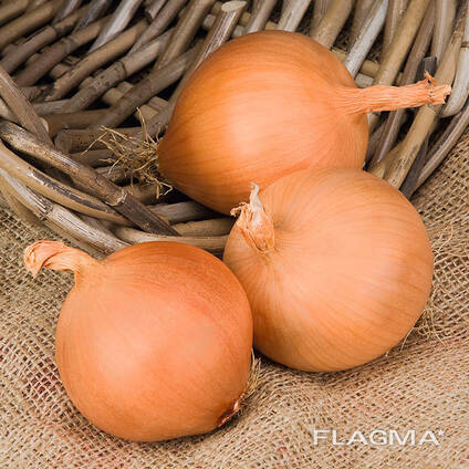 Лук репчатый отборный в больших объемах