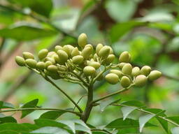 Масло нима (neem oil) природный инсектицид