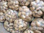 Молодая картошка из Узбекистана