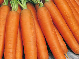 Морковь отборная в больших объемах