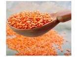 Natural Quality Organic Canadian Red Lentils / Split Red Lentils At Best Wholesale Pricing - photo 3
