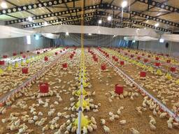 Оборудование для птицефермы. Автоматизированные птичники.