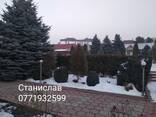 Обрезка хвойных деревьев. Станислав - фото 1