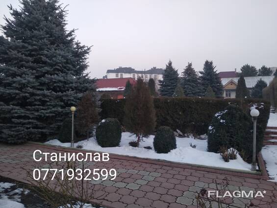 Обрезка хвойных деревьев. Станислав