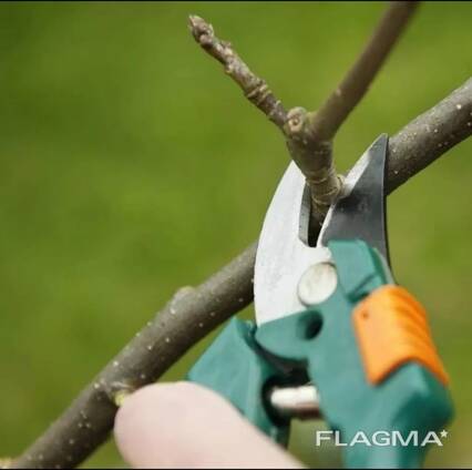 Обрезка плодовых деревьев