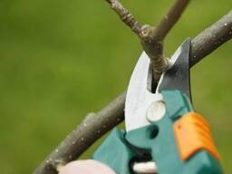 Обрезка плодовых деревьев