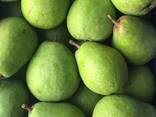 Оптовая продажа высококачественных польских груши - фото 7