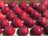 Оптовая продажа высококачественных польских яблок - photo 1
