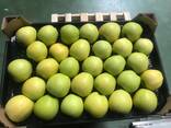 Оптовая продажа высококачественных польских яблок