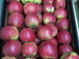 Оптовая продажа высококачественных польских яблок - photo 6