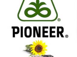 Pioneer P62LL109 Семена подсолнечника
