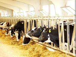 Племенной КРС