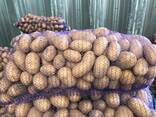 Картофель польский: Vineta, Soraya, Queen Anne и др. - фото 1