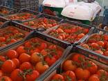 Помидор - фото 3