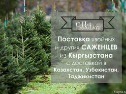 Поставки саженцев из Кыргызстана-Голубая Ель, Пихта и т. д.