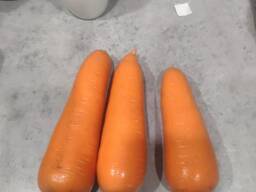 Продам морковь (Абака, Каскад)