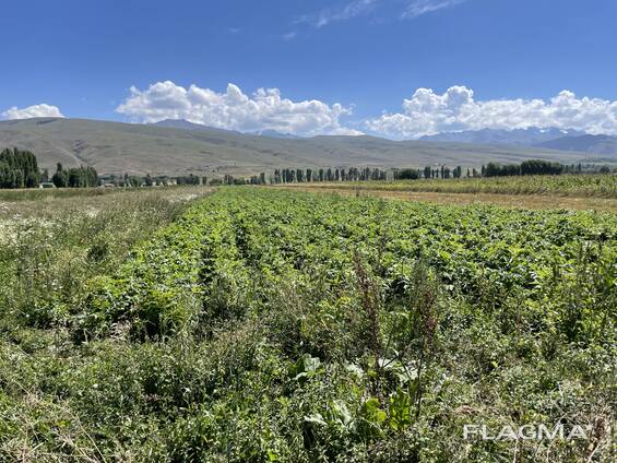 Продаю корень валерианы (сушеный)