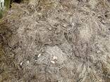 Продаю корень валерианы (сушеный) - фото 2