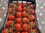 Продаю на экспорт помидоры теличные. - фото 1