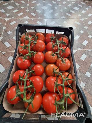 Продаю на экспорт помидоры теличные.