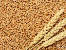 Пшеница на экспорт из Республики Казахстана