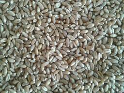 Пшеница - Wheat