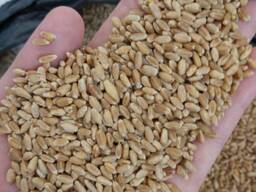 Пшеница 3 , 4, 5 класс и неклассная (кормовая)