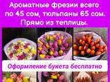 Распродажа фрезии и тюльпанов! Прямо из теплицы - фото 1