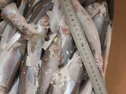 Салака мороженая