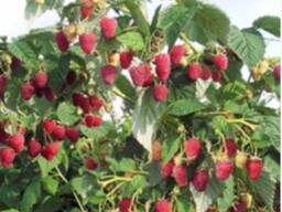 Саженцы малины