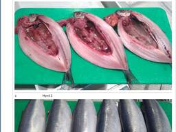 Скумбрия 400-600